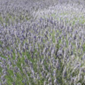 Meet your Posher, Rocio